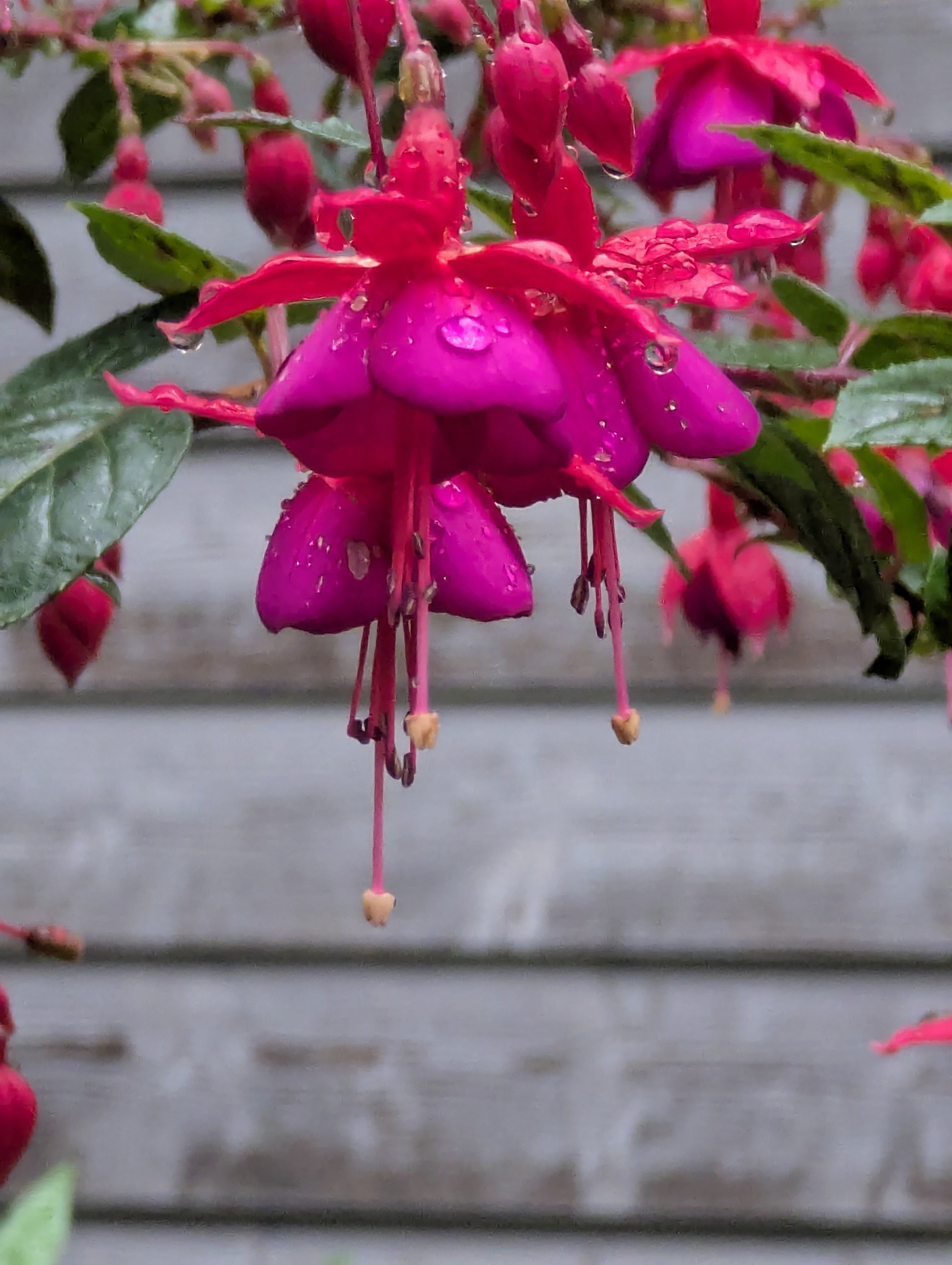 Botonic Gardens, Muenster, Germany